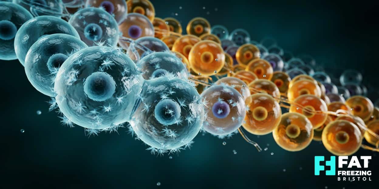 A 3D scientific render of golden fat cells crystallising to frosty blue under cold, illustrating the cryolipolysis mechanism discovered by Harvard researchers